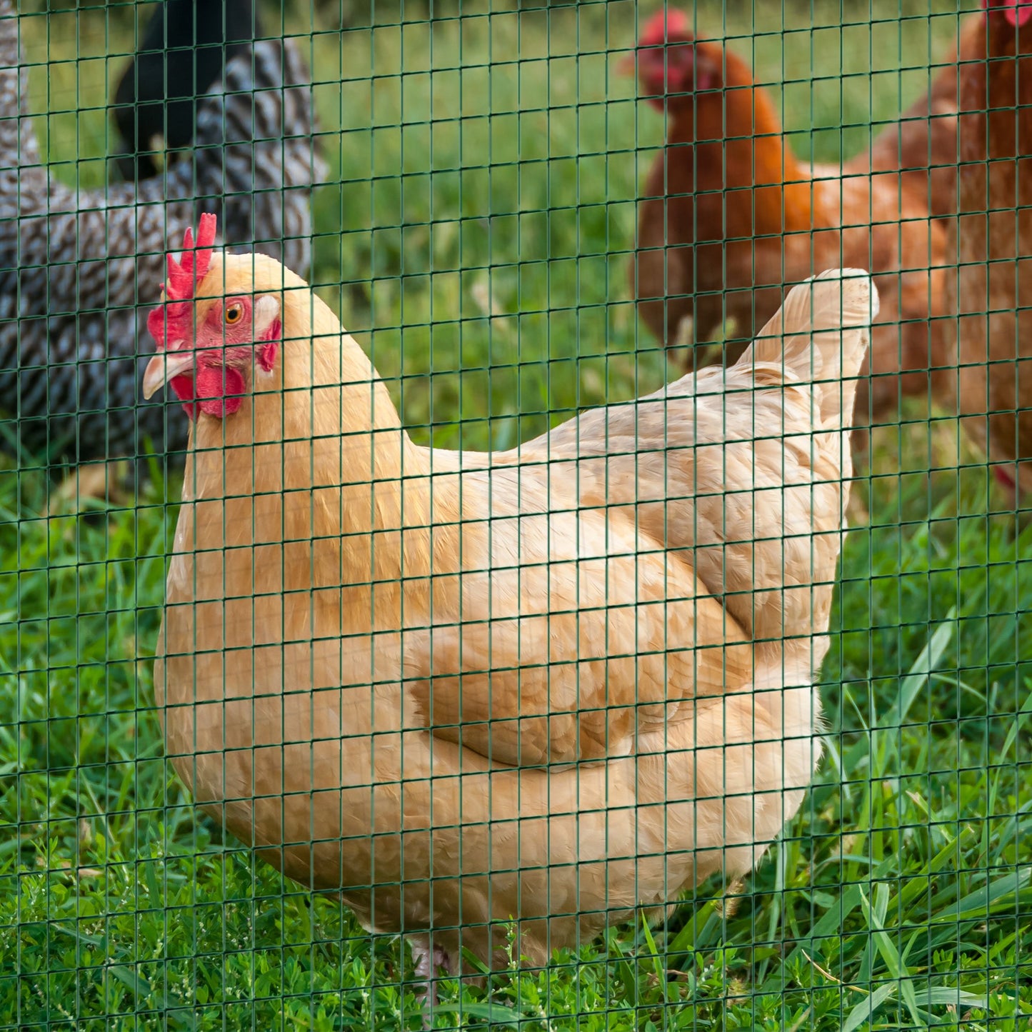 Pawhut PVC Chicken Coated Welded Wire Mesh 30m-Dark Green