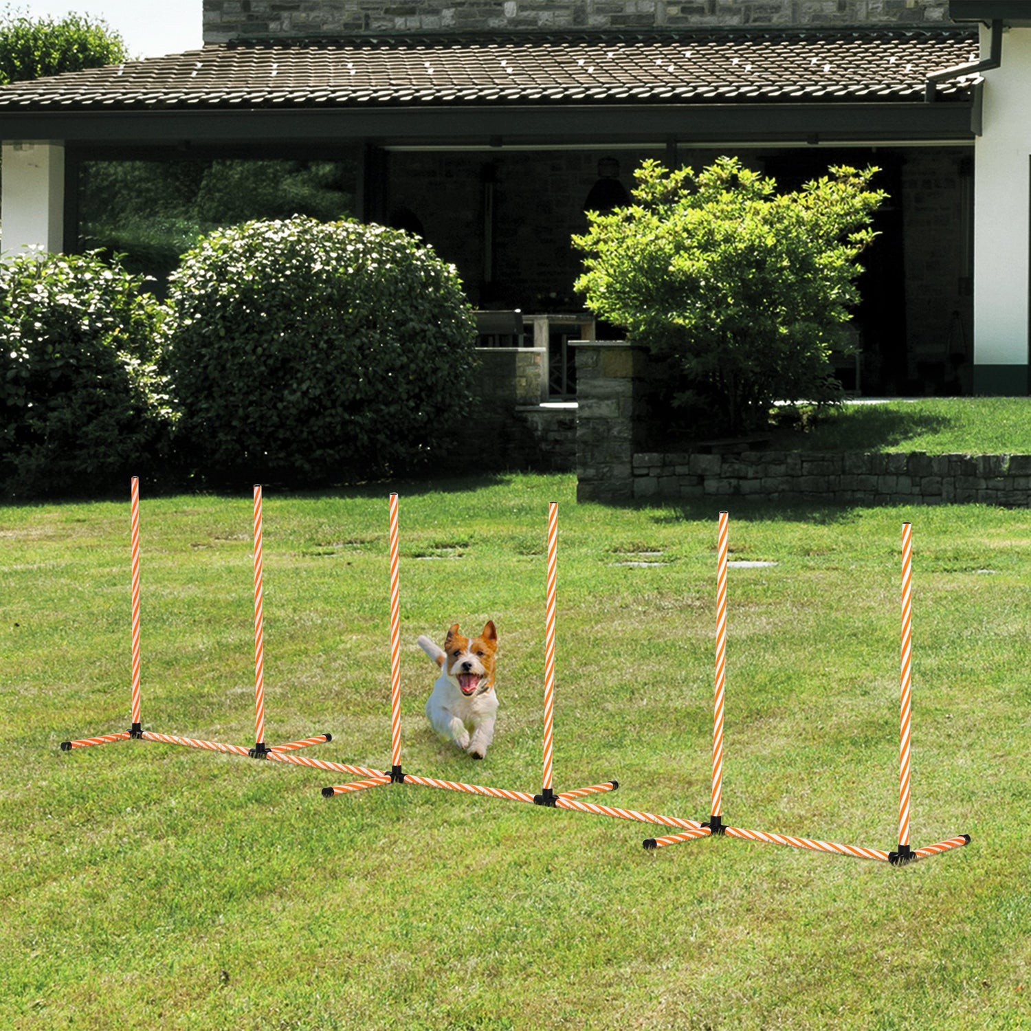 Backyard dog obstacle sales course