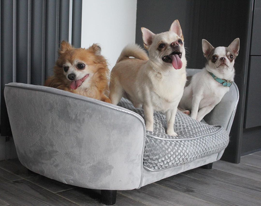 PawHut Dogs Elevated Plush Sponge Bed Grey