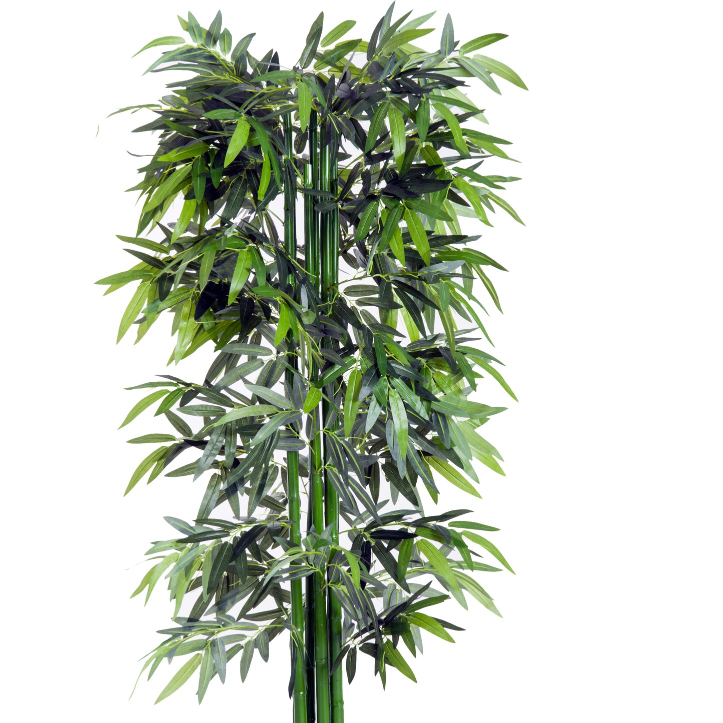 Green Bamboo – Bamboo Plants Online