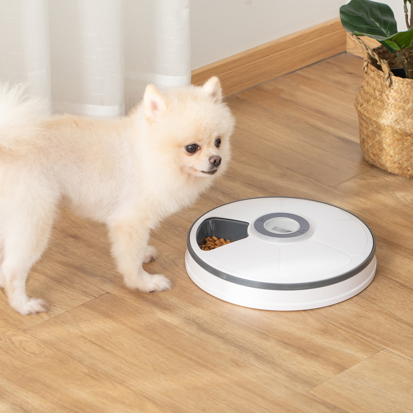 Digital automatic 2024 pet feeder